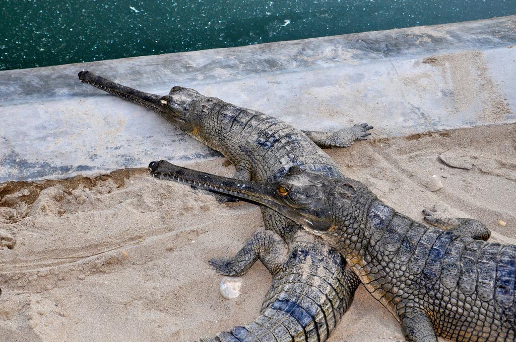 Chitwan Safari Camp & Lodge โซราฮา ภายนอก รูปภาพ