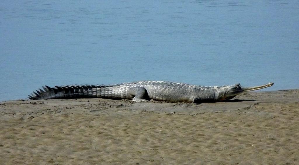 Chitwan Safari Camp & Lodge โซราฮา ภายนอก รูปภาพ