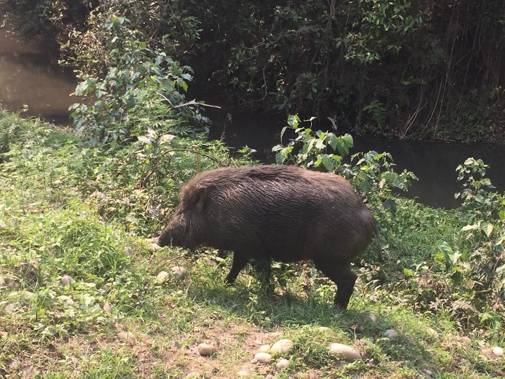 Chitwan Safari Camp & Lodge โซราฮา ภายนอก รูปภาพ