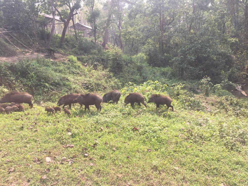 Chitwan Safari Camp & Lodge โซราฮา ภายนอก รูปภาพ