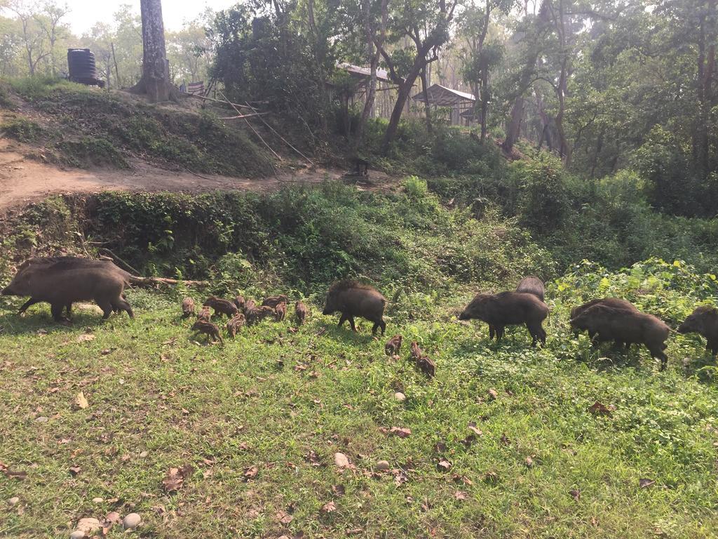 Chitwan Safari Camp & Lodge โซราฮา ภายนอก รูปภาพ