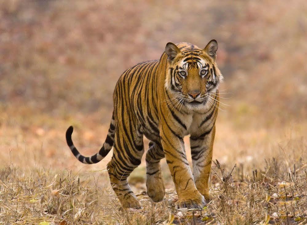 Chitwan Safari Camp & Lodge โซราฮา ภายนอก รูปภาพ